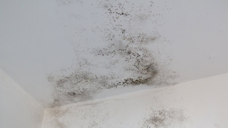 Moldy ceiling with scattered black spots near corner.