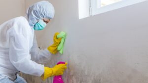 Person cleaning moldy wall with spray and cloth.